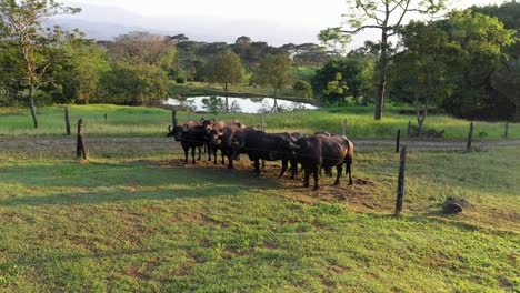 granja de búfalos - toma cinematográfica aérea voladora hacia adelante durante la puesta de sol de la hora dorada
