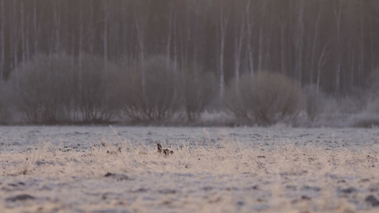 이른 아침에 검은 뇌조 렉