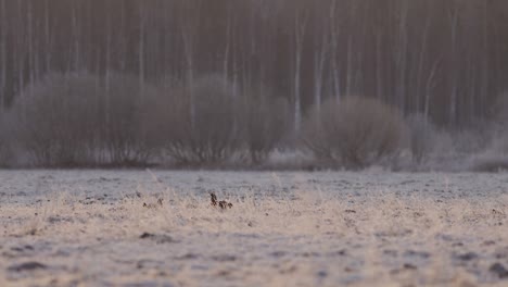 Birkhuhn-Lek-Am-Frühen-Morgen