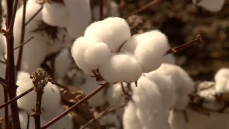 close up of cotton on a cotton plant, light wind blowing