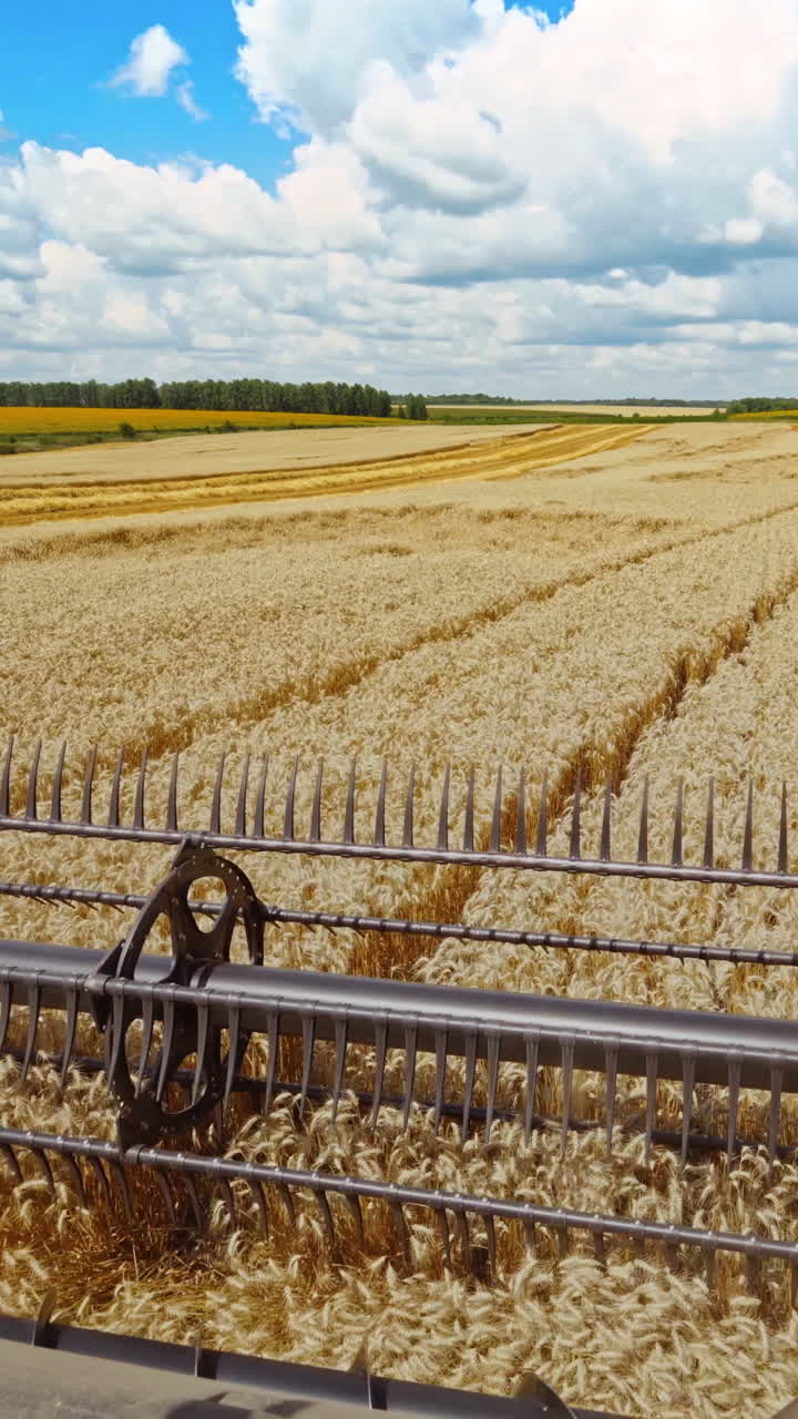 Harvesters working in field. Combine harvester in action on wheat field Vertical video