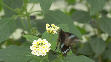 close up of active black and blue colored butterfly collecting pollen of flower - slow motion