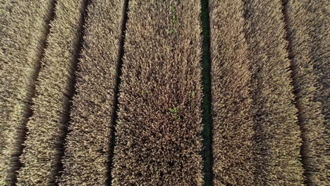 drone flying over a wheat field