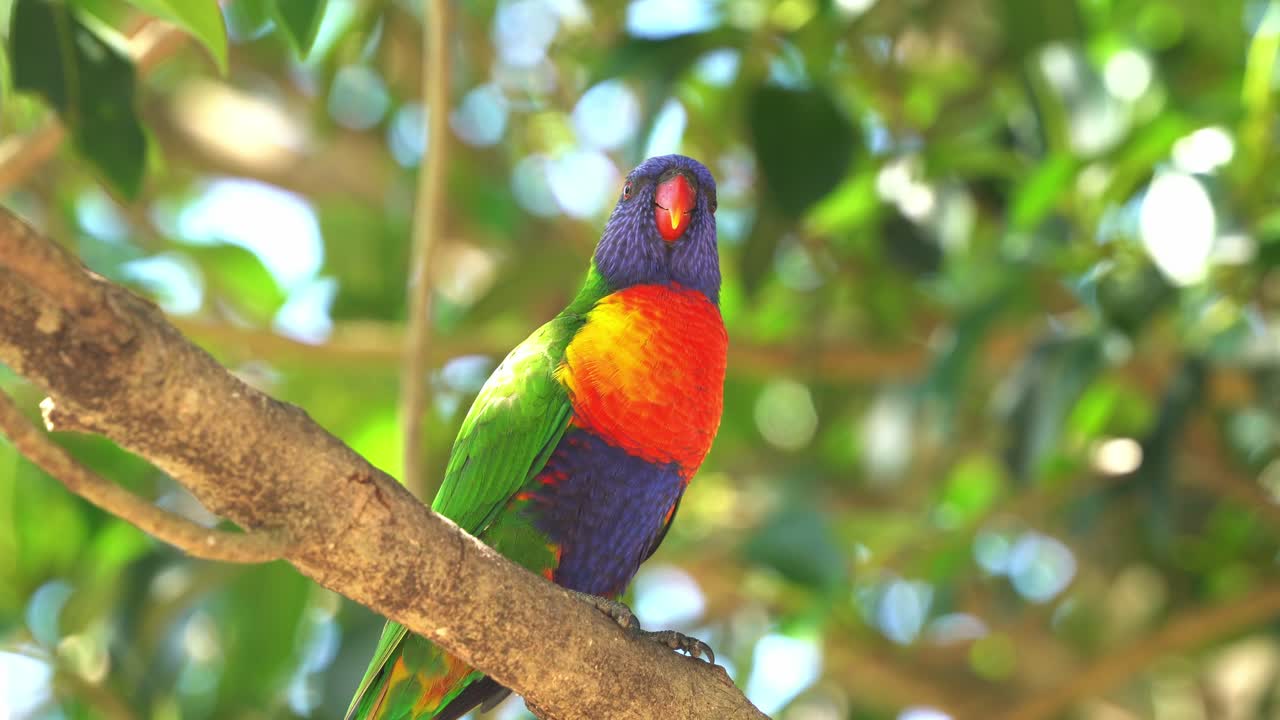 pequeño pájaro loro arcoíris posado en la rama de un árbol contra el follaje verde, levanta los pies, raspa el pico para transferir el aceite y rasca el aceite en las plumas de la cabeza