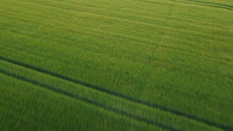 Cultivos-De-Tierras-De-Cultivo-Listos-Para-La-Cosecha