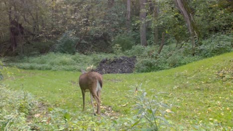 white tail deer - 4 point buck with irregular walks in a clearing in the woods