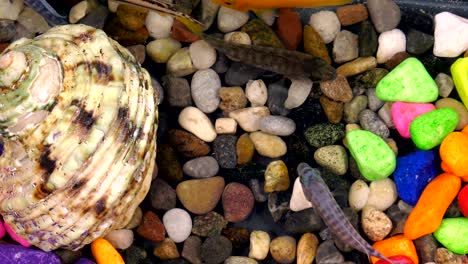 fishes in underwater in colorful aquarium