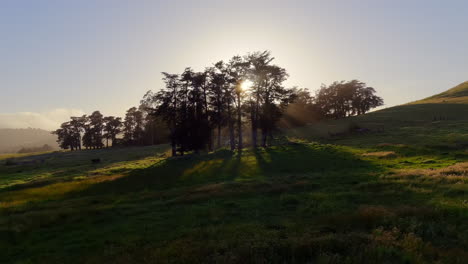 Sol-Brillante-Brillando-A-Través-De-Los-árboles-Y-Campos-Verdes