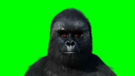 el gorila que habla graciosamente, el pelaje realista, la animación en pantalla verde.