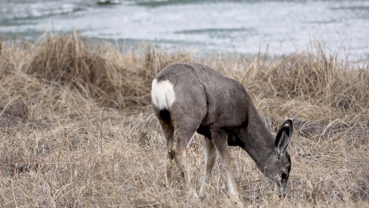 Cervo mulo nel Parco Nazionale di Jasper - Canada. Fauna selvatica delle Montagne Rocciose canadesi.