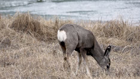 mule deer in jasper nationalpark - canada. wildlife of the canadian rocky mountains