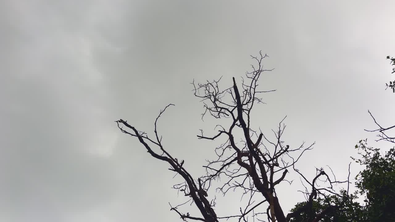 A cinematic shot of a dry tree with bare branches against a cloudy sky, captured with smooth circling camera movement, showcasing nature’s raw and dramatic atmosphere