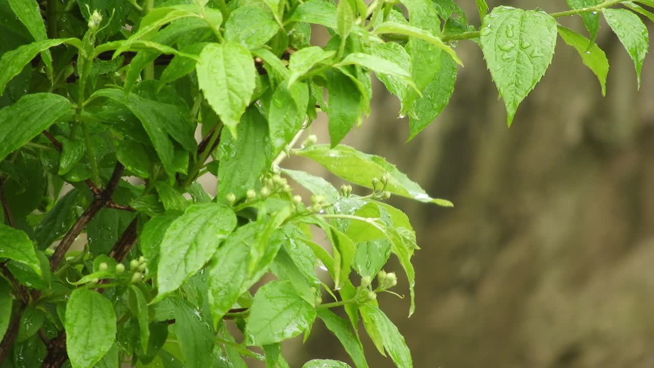 The reflection of the light on the leaves in a shiny and rainy day with beautiful colors and nice contrast.