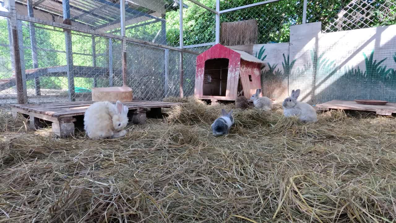 Rabbits exploring a straw-covered farm enclosure