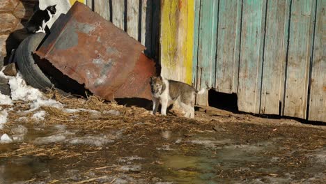 puppy bij een plas in een landelijke omgeving