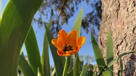 flor de naranja en el jardín por árbol