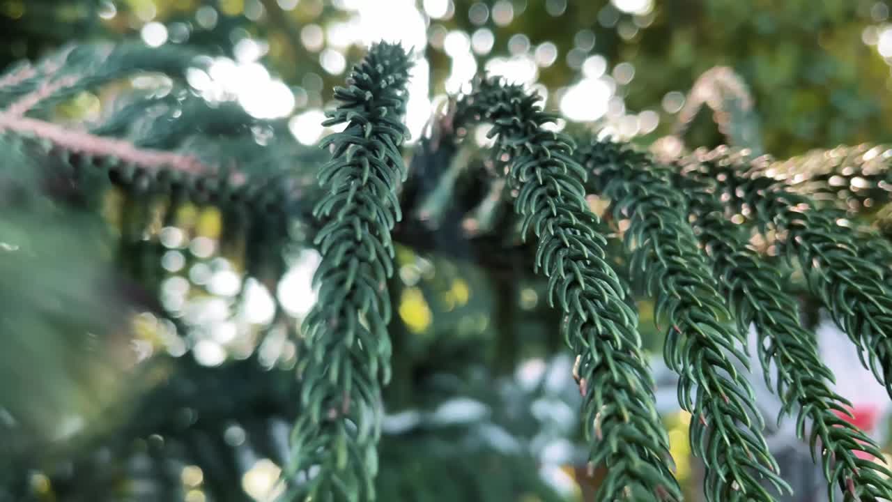 primer plano de las ramas de las plantas de hoja perenne