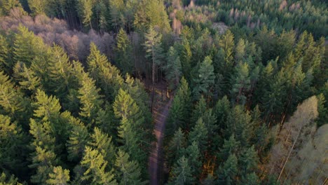 aerial top down view of gravel road in forest in the autumn