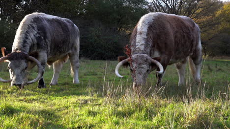 a slow motion shot of a longhorn cow looking up as a herd with bell-shaped gps location devices around their necks roam freely, grazing in a field in autumn sunshine