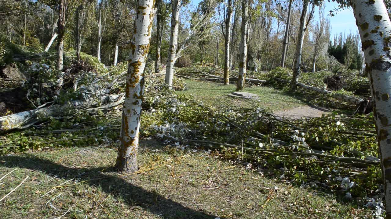 Uragano autunnale. Molti alberi sradicati. Riprese dopo un uragano.
