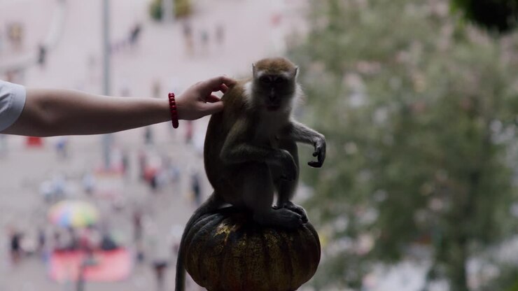 Tourist interacting with macaque at Batu Caves