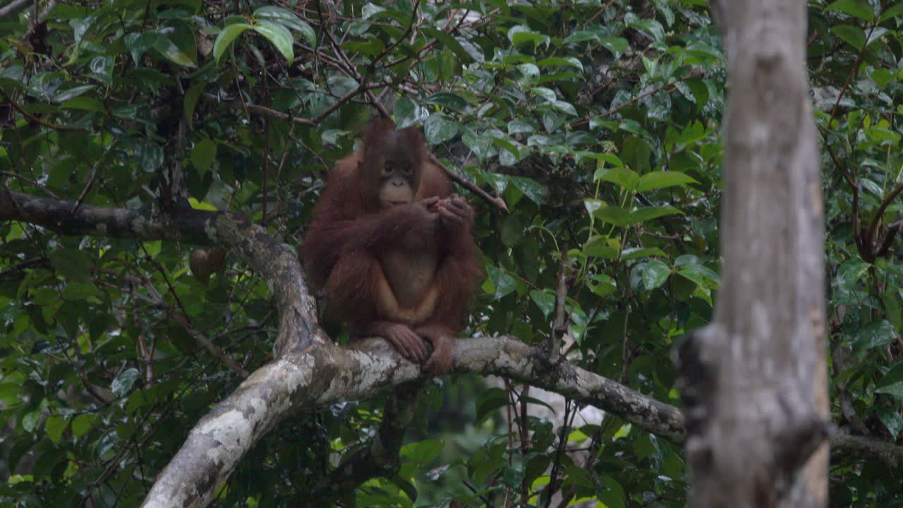 Wild orangutan sits in the rain, eating.