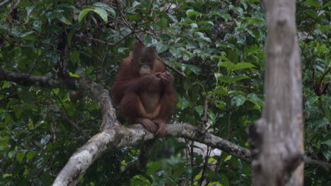 wild orangutan sits in the rain, eating.