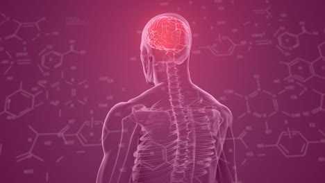 animación de fórmulas químicas sobre modelo humano con cerebro en fondo púrpura