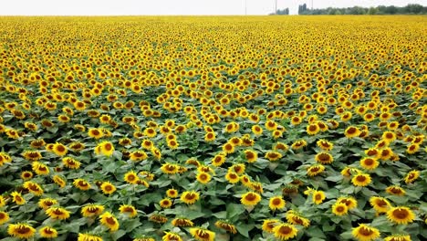 sunflower: aerial view of colored plantation of sunflowers. countryside view. beautiful landscape. yellow flowers. sunflower field.