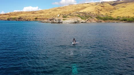 Excelente-Toma-Aérea-De-Ballenas-Jorobadas-Asomándose-Fuera-Del-Agua