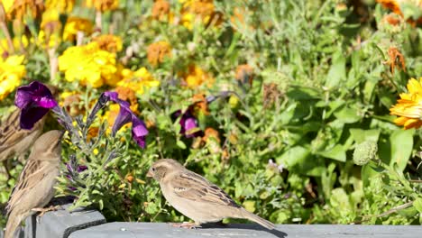 two sparrows engage playfully on a garden ledge surrounded by colorful flowers under bright sunlight