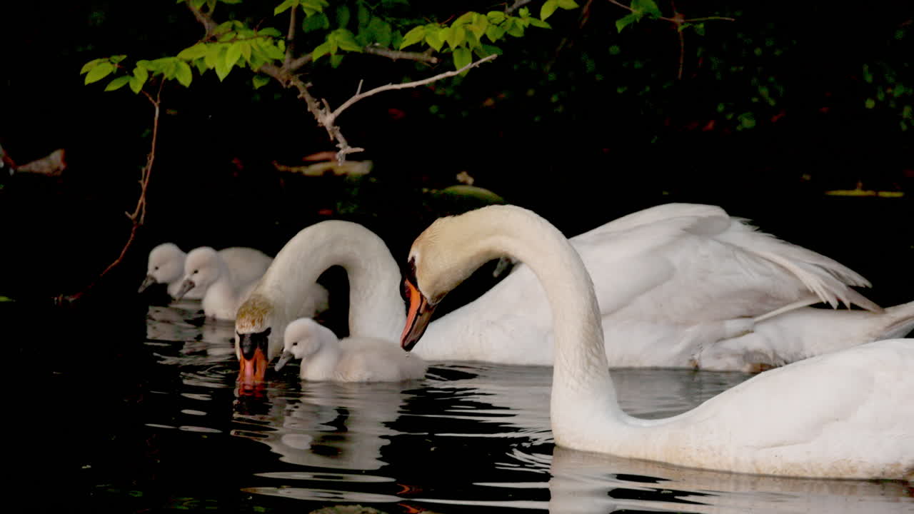 Slow-motion footage of a pair of swans gently guiding their cygnets through their first swim.