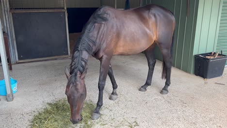 Wide-shot-of-brown-stallion-horse-eating-hay-on-farm-in-Australia