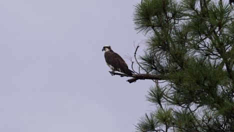 an osprey sits on a branch in ponderosa pine