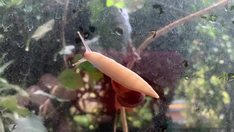 A-snail-slowly-sliding-on-a-window-as-seen-from-below-1