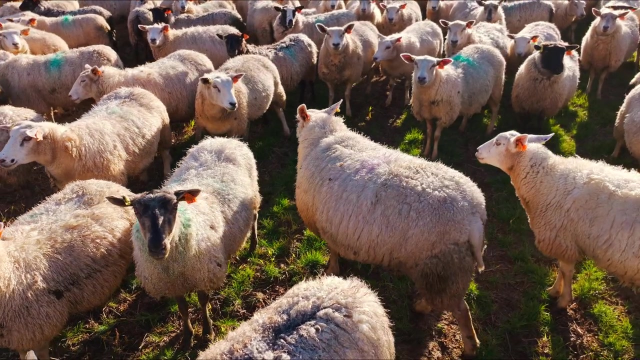 La rotazione del drone attira l'attenzione di pecore curiose attraverso il pascolo della campagna di Dobele