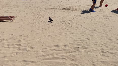 peaceful dove gracefully walks along the sun-kissed beach, surrounded by people enjoying the warmth and serenity of the moment