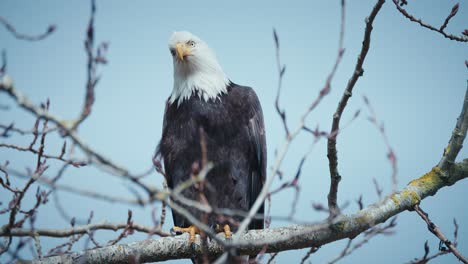 bald eagle sitting in a tree looking out for prey below