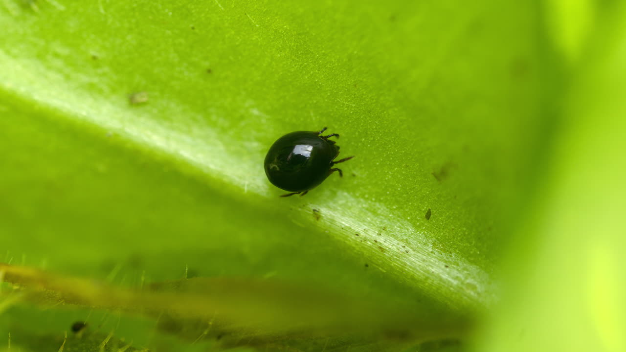 Oribatid mite crawling across a leaf in summer. Moss mite, beetle mite, oribatida.