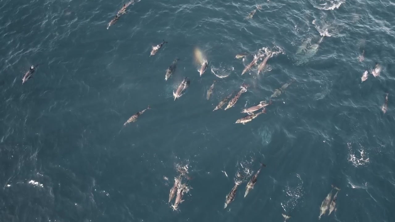 Ripresa aerea dall'alto su un super-branco di delfini comuni in acque limpide durante la Sardine Run in Sudafrica.