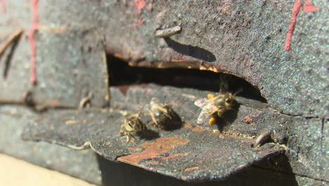 bees entering beehive