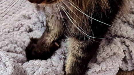 closeup shot of a maine coon cat playing with soft blankets