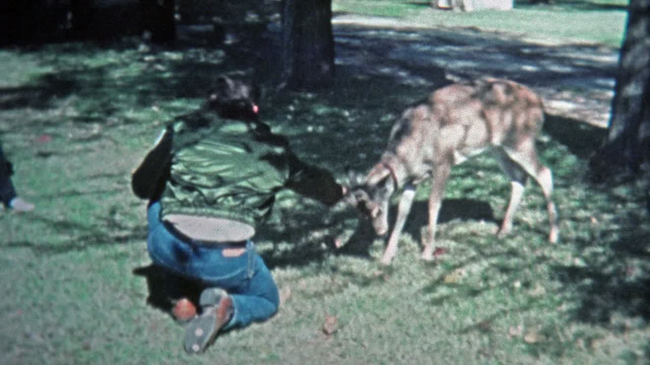 1971년 - 남자가 어린 애완동물인 리 사과 놀고 있다.