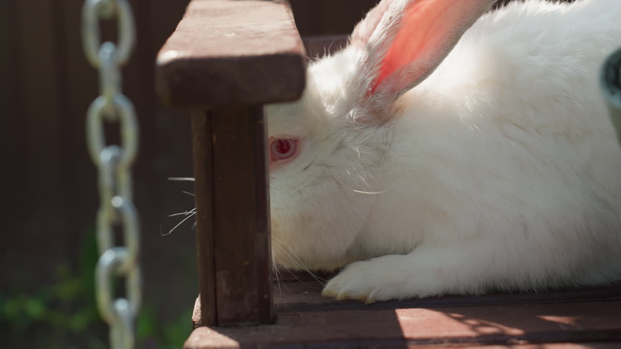 Peaceful Scene With Child And Rabbit Resting, Tranquil Image Showing Child And Rabbit Enjoying Shade Together, Calm And Quiet Setting Featuring Young Child And Rabbit Sharing Shade Peacefully