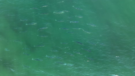 school of striped bass in the sea off pine point beach, maine aerial