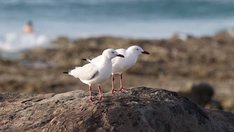 two seagulls communicate on a coastal rock