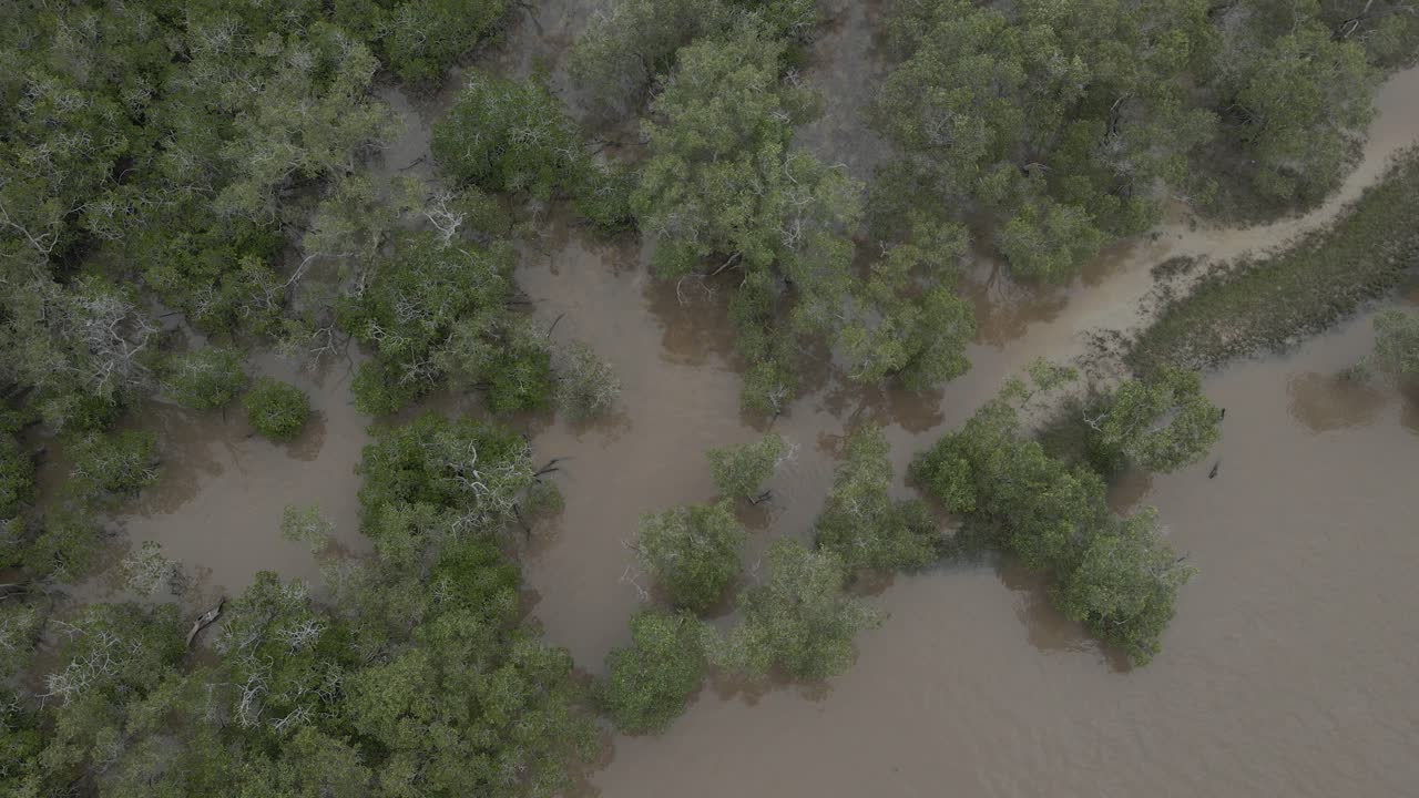 오스트레일리아 퀸즐랜드 벌리 헤드의 맹그로브가 식생된 tallebudgera 크릭 보호 공원 위를 날다
