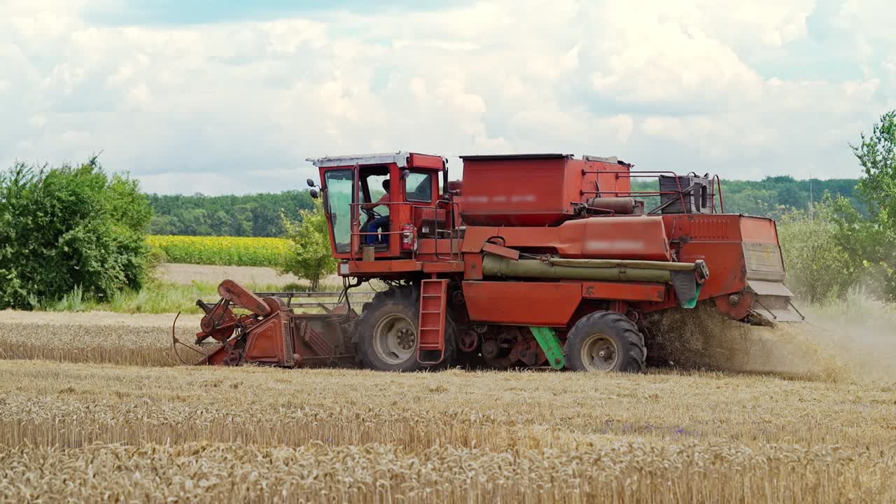 Combine harvester harvest ripe wheat on a farm