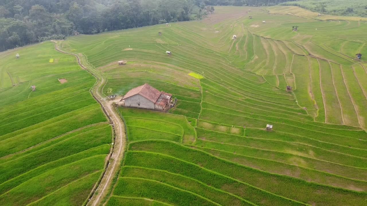 녹색과 비옥한 의 아름다움, 수확할 준비가 된
