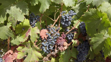 ripe grapes on a vine at sunny day in countryside vineyard